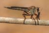 Aneomochtherus sp.